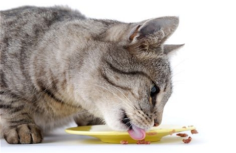 Правильное питание для кошки